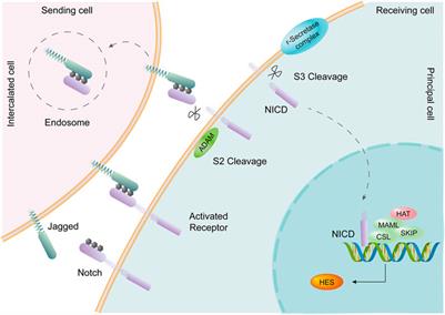 Single-cell transcriptomics: A new tool for studying diabetic kidney disease